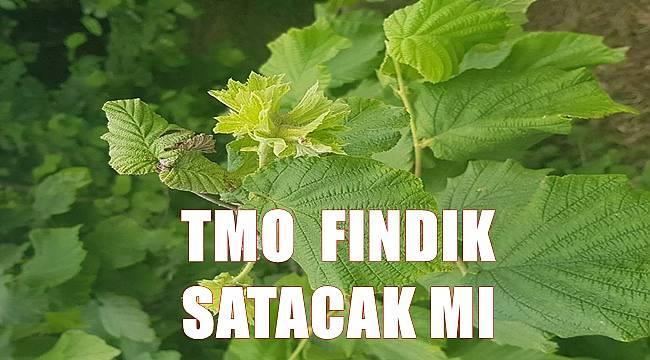 Fındık fiyatı 3 Haziran Cuma günü