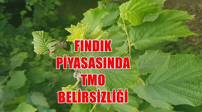 Fındık fiyatı 5 Haziran Pazar günü