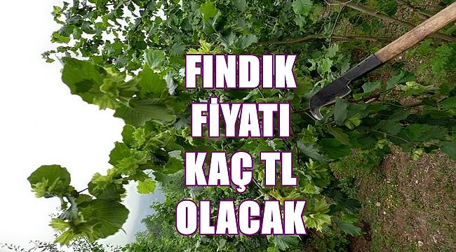 Fındık fiyatı kaç lira son durum ne?