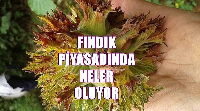 Fındık fiyatında son durum; Fındık fiyatı yükseliyor