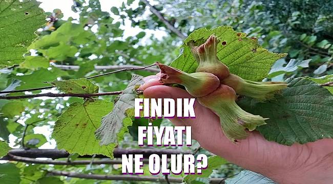 Fındık kaç lira? 13 Haziran Pazartesi günü