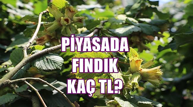 Fındık kaç TL olacak?