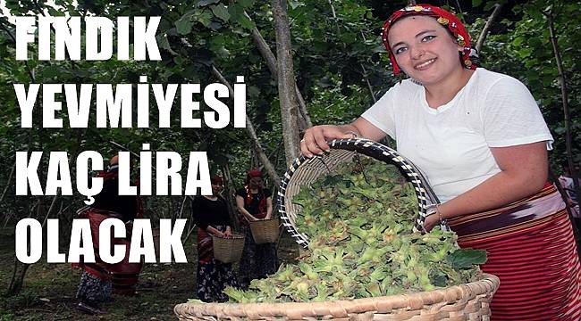 Fındık toplama yevmiyesi kaç lira olacak?