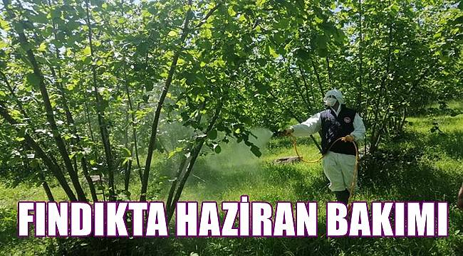 Fındıkta Haziran Bakımı