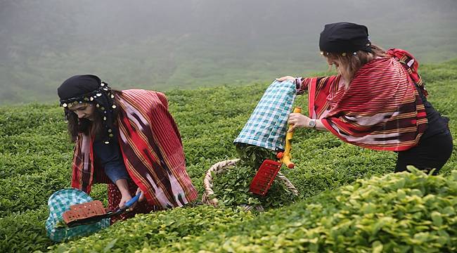 Giresun&#039;da çay hasadı şenliği düzenlendi