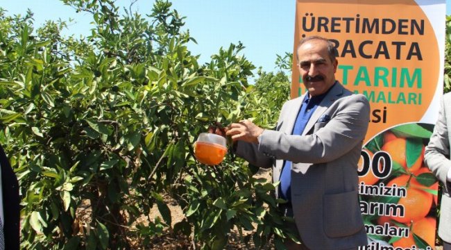 Gümüldür mandalinasına 'tuzak'lı koruma