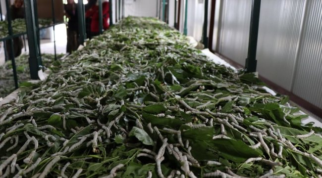 Kocaeli İzmit'te İpek Böceği Besleme Evi’nde üretim sürüyor