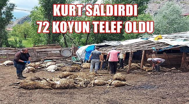 Kurt 72 koyunu telef etti