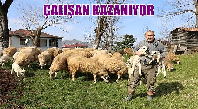 Ordu'da Bafra ırkı koyun sayısı artıyor