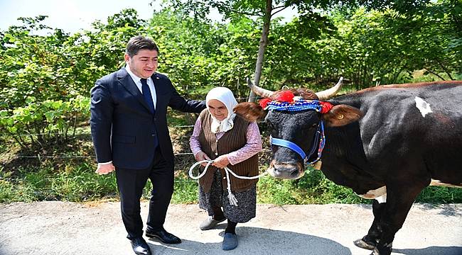 Ordu'da Belediye Başkanı Fatma Nineye inek aldı