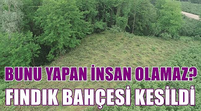 Ordu'da fındık ocaklarını kesenler aranıyor