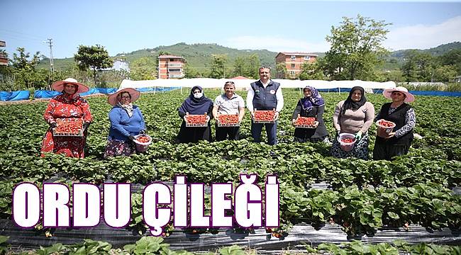 Ordu'da fındık yerine çilek