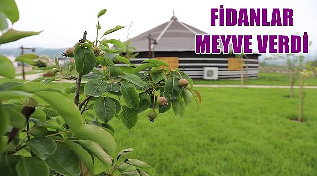 Ordu'da Melet meyvelik oldu