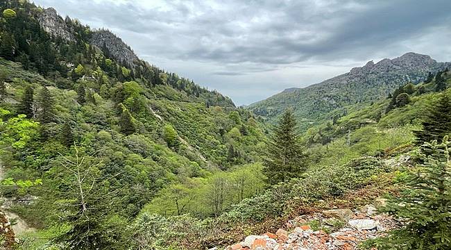 Ordu ve Giresun'un bal ormanlarını yırtıcı böcekler koruyacak
