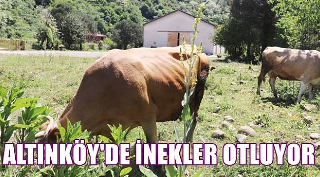 Şahin: Ordu'da o arazide   şimdi inekler otluyor