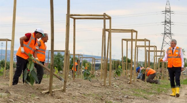 Sakarya’da meyve bahçesinde üretim başladı