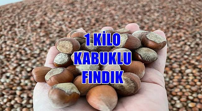 1 Kilo kabuklu fındık kaç TL 4 Temmuz Pazartesi fındık fiyatı