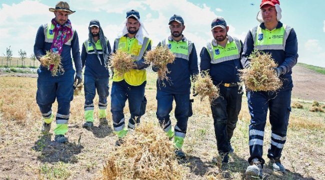 Anadolu’nun unutulmuş tahılı burçak gün yüzüne çıkarılıyor