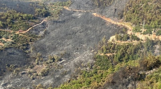 Aydın Söke'de orman yangını kontrol altında