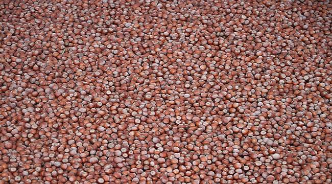 Borsada 361 bin ton fındık işlem gördü