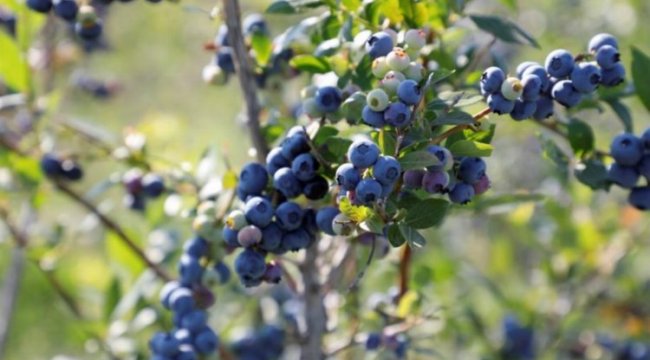 Bursa İnegöl'de yeni trend... 30 ton rekolte bekleniyor