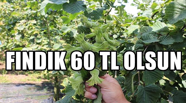 Enginyurt: Fındık 60 TL olsun