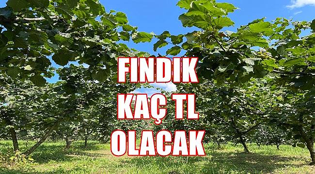 Fındık fiyatı 29 Temmuz Cuma günü