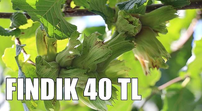 Fındık 40 TL