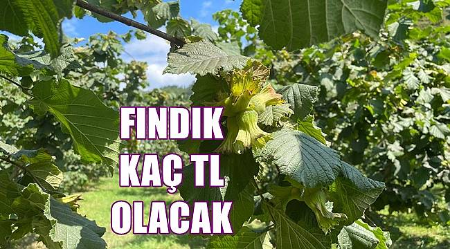 Fındık fiyatı 28 Temmuz Perşembe