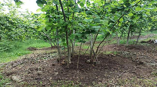 Fındık fiyatı yükseldi 14 Temmuz Perşembe fındık fiyatları