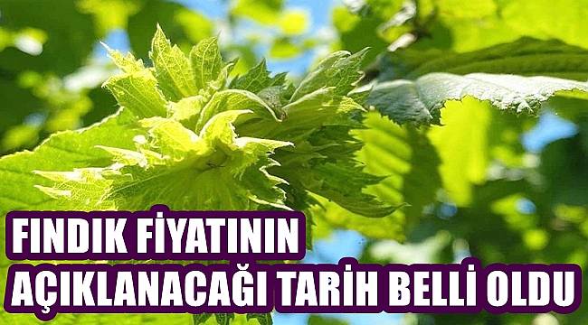 Fındık fiyatının açıklanacağı tarih belli oldu
