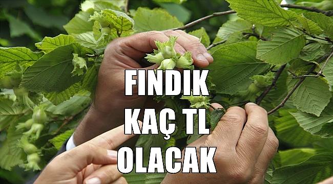 Fındık fiyatları 26 Temmuz Salı