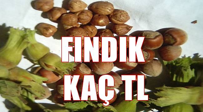 Fındık kaç TL