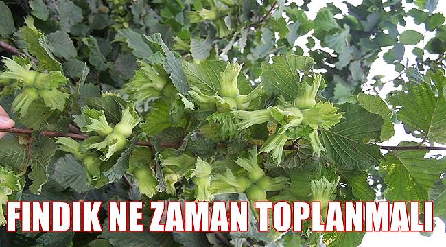 Fındık ne zaman toplanmalı ?