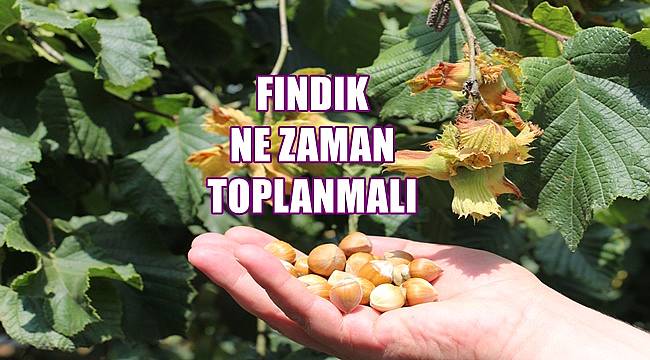 Fındık ne zaman toplanmalı
