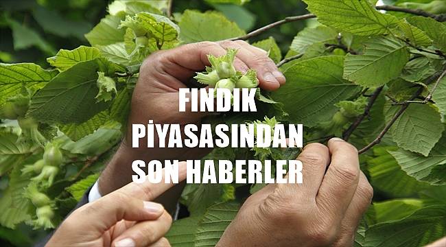 Fındık piyasası hareketlendi 2 Temmuz Cumartesi fındık fiyatları