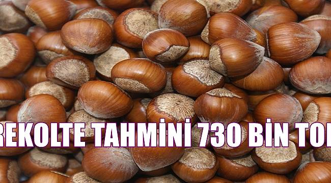 Fındık rekoltesi 730 bin ton