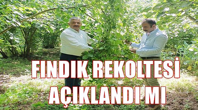 Fındık rekoltesi açıklandı mı?