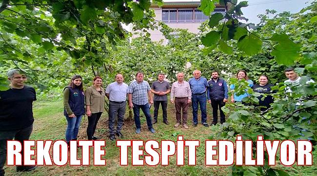 Fındık rekoltesi tespit ediliyor