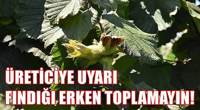 Fındık üreticisine uyarı; Fındığa erken başlamayın