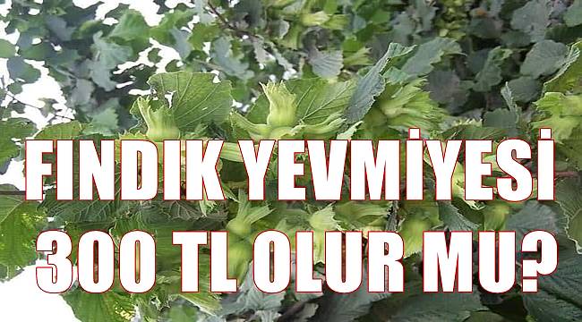 Fındık yevmiyesi 300 TL olur mu?