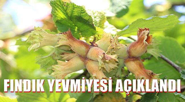 Fındık yevmiyesi en düşük 216 TL olacak