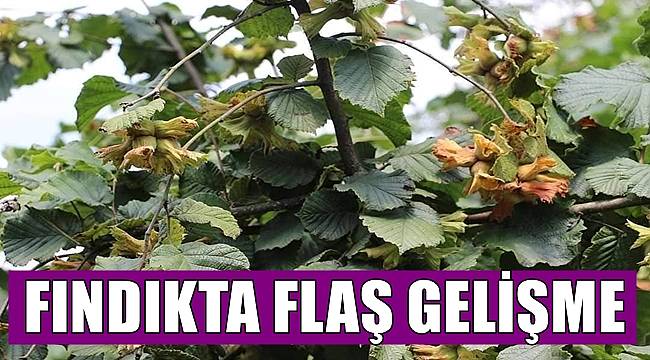 Fındıkta flaş gelişme