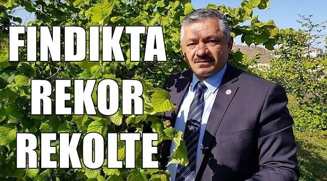 Fındıkta rekor rekolte