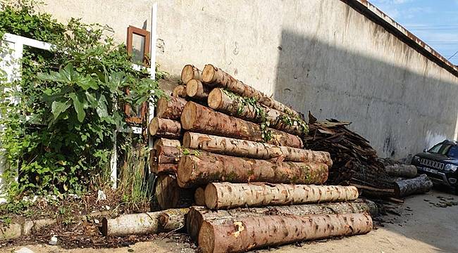 Giresun'da tomruk çalan iki kişi tutuklandı