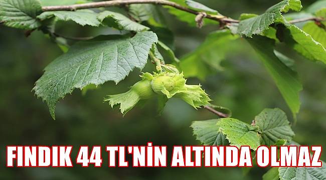 Gündoğdu: Fındık fiyatının 50 TL'nin üzerinde olması için çalışıyoruz