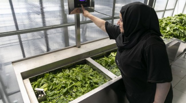 Güneş enerjisi ile kurutma tesisinde üretim