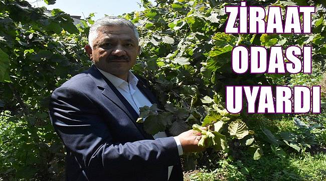 Kendi fındığınızı kendiniz toplayın