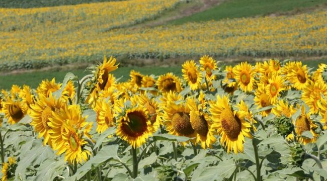 Kocaeli'de ayçiçeği tarlaları hasata hazır