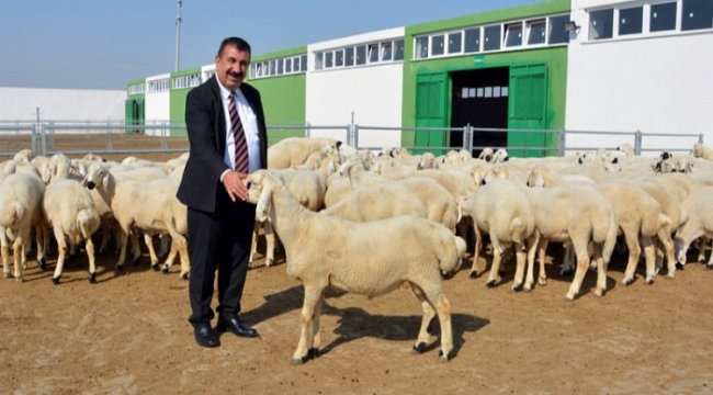 Küçükbaş hayvan işletmelerinde kurbanlık satışları tavan yaptı